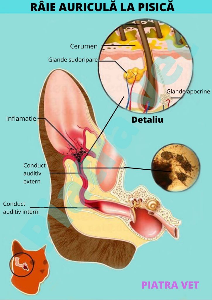 tratament pentru parazitul urechii